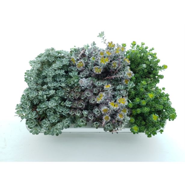 SOBNA ZELENA RASTLINA HOMULICA MIX L11