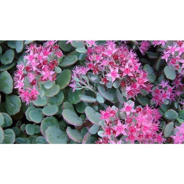 HOMULICA (SEDUM CAUTICOLA LIDAKENSE) L15 CM