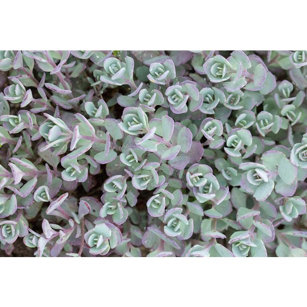 HOMULICA (SEDUM CAUTICOLA LIDAKENSE) L15 CM