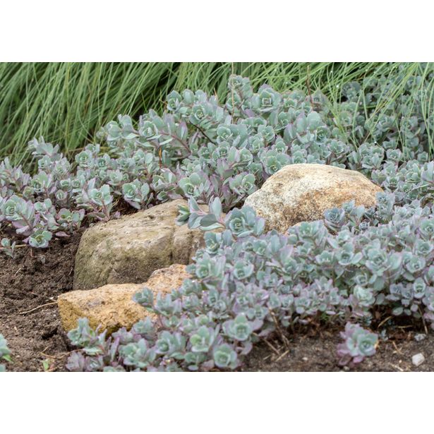 HOMULICA (SEDUM CAUTICOLA LIDAKENSE) L15 CM