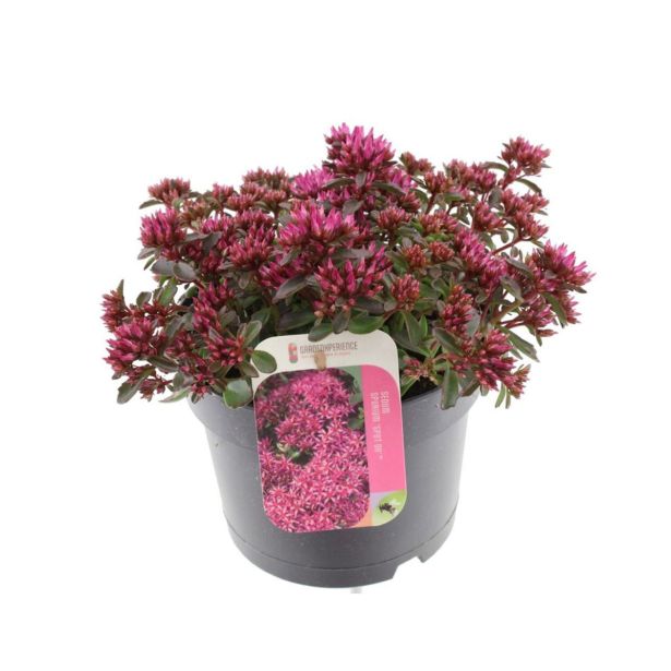 HOMULICA (SEDUM SPURIUM DEEP ROSE) L17 CM