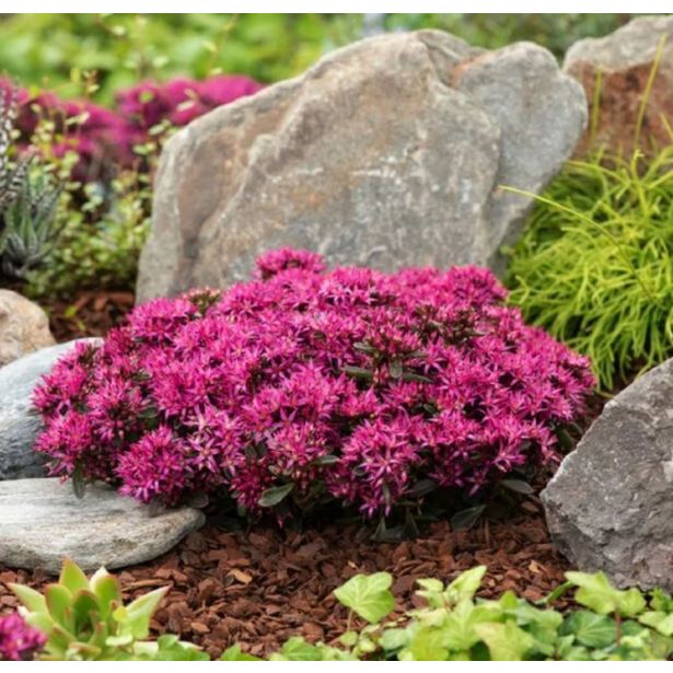 HOMULICA (SEDUM SPURIUM DEEP ROSE) L17 CM