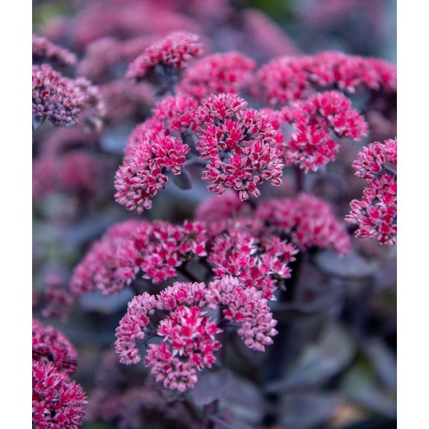 HOMULICA (SEDUM TELEPHIUM DEEP ROSE) L17 CM