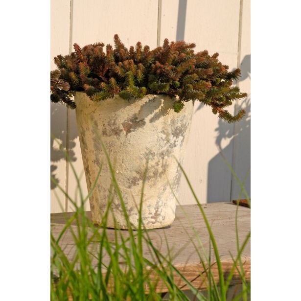 HOMULICA VOLMARY SEDUM MIX 13 CM