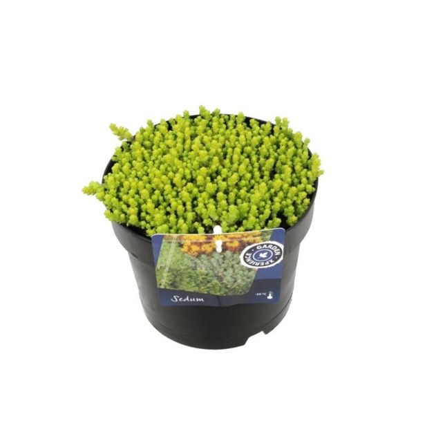 HOMULICA YELLOW QUEEN L12