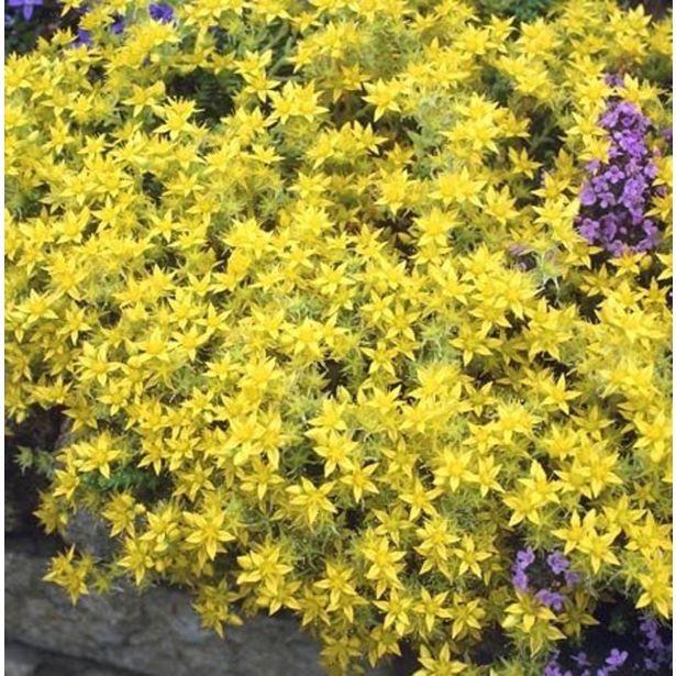 HOMULICA YELLOW QUEEN L12