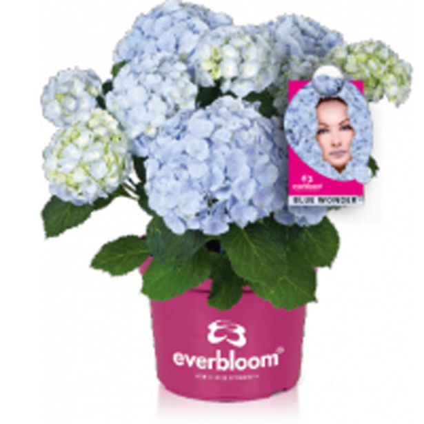 HORTENZIJA EVERBLOOM L23 CM