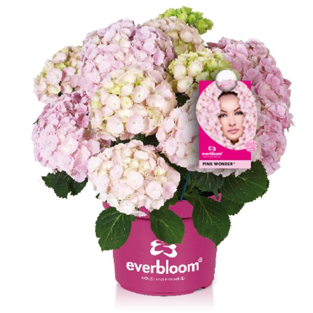 HORTENZIJA EVERBLOOM L23 CM