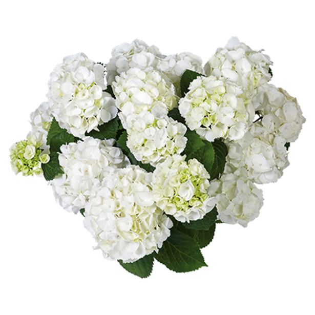 HORTENZIJA EVERBLOOM L23 CM