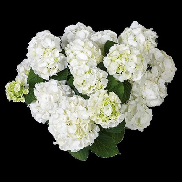 HORTENZIJA EVERBLOOM L23 CM