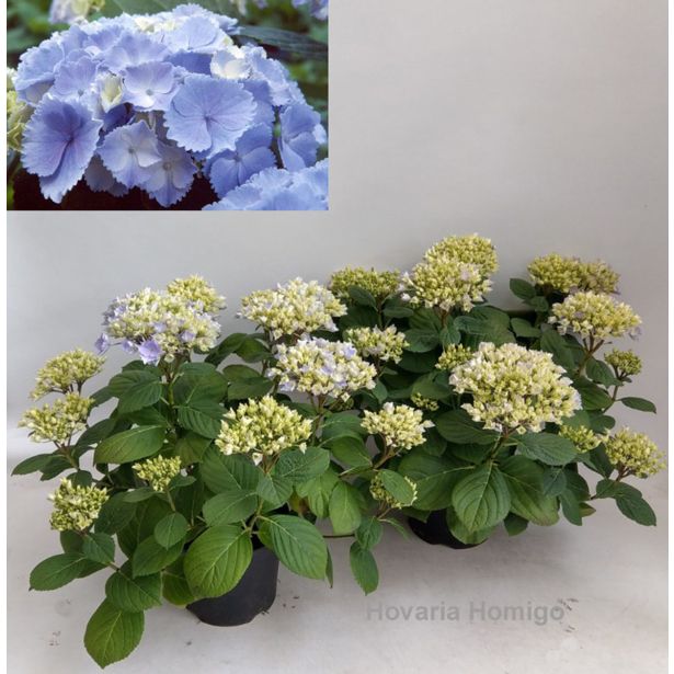 HORTENZIJA HORTENZIJA MACROPHIYLLA L19