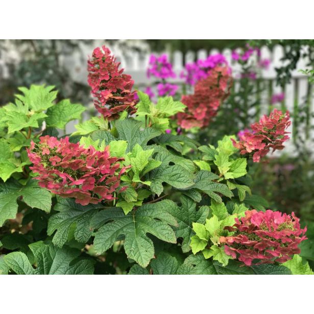 HORTENZIJA HRASTAVOLISTNA RUBY SLIPPERS L19 CM