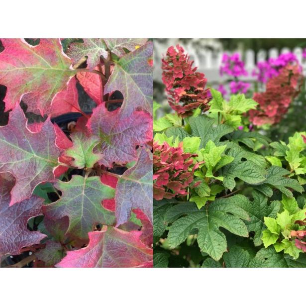 HORTENZIJA HRASTAVOLISTNA RUBY SLIPPERS L19 CM