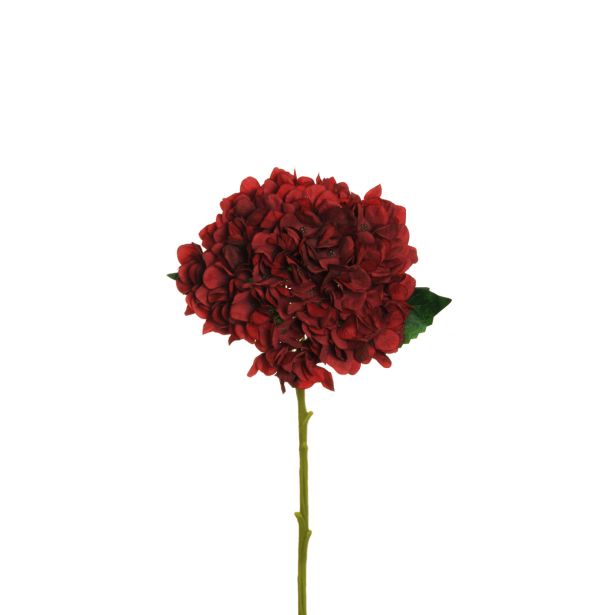 HORTENZIJA JULIET, RDEČA