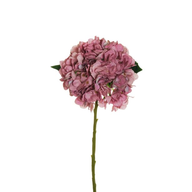 HORTENZIJA JULIET, ROZA