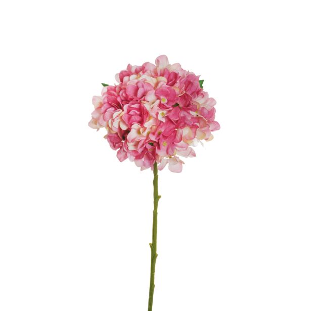 HORTENZIJA JULIET, SV. ROZA