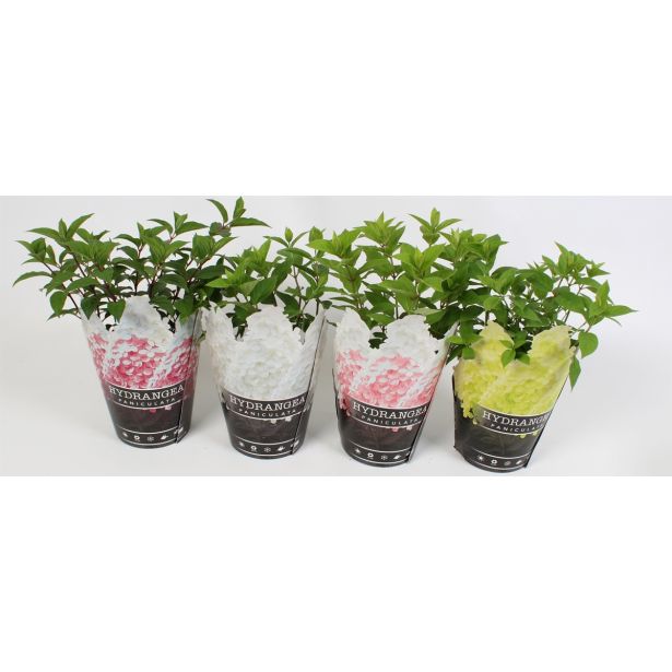 HORTENZIJA LATASTA MIX L17