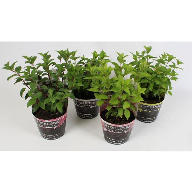 HORTENZIJA LATASTA MIX L17