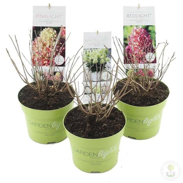 HORTENZIJA LATASTA MIX L17 PANICULATA