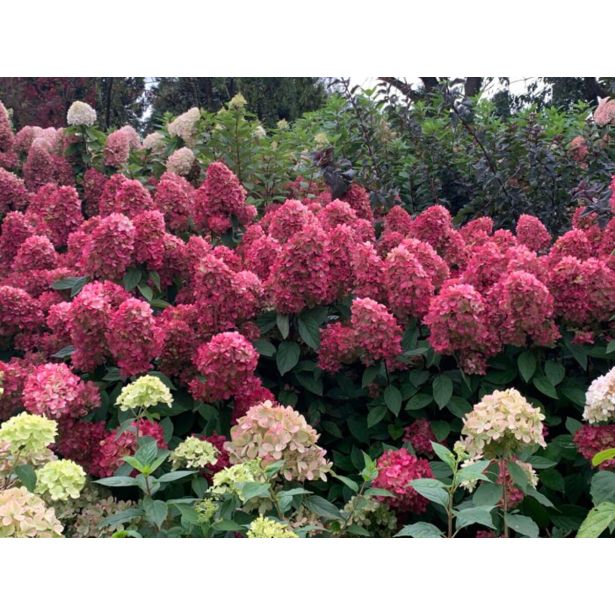 HORTENZIJA LATASTA (PANICULATA BONFIRE ) L23 CM