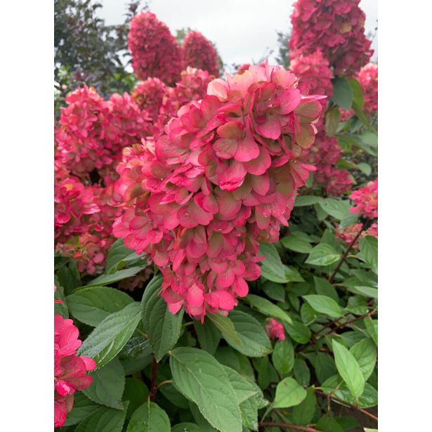 HORTENZIJA LATASTA (PANICULATA BONFIRE ) L23 CM