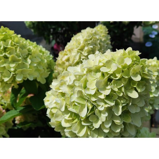 HORTENZIJA LATASTA (PANICULATA BONFIRE ) L23 CM