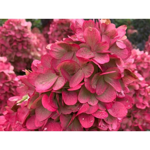 HORTENZIJA LATASTA (PANICULATA BONFIRE ) L23 CM