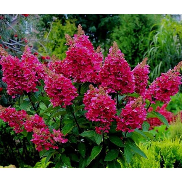 HORTENZIJA LATASTA WIMS RED L19 CM