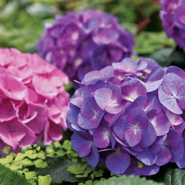 HORTENZIJA MACROPHYLLA LITTLE PURPLE L17