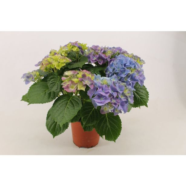 GRM HORTENZIJA MAGICAL EVOLUTION BLUE L14