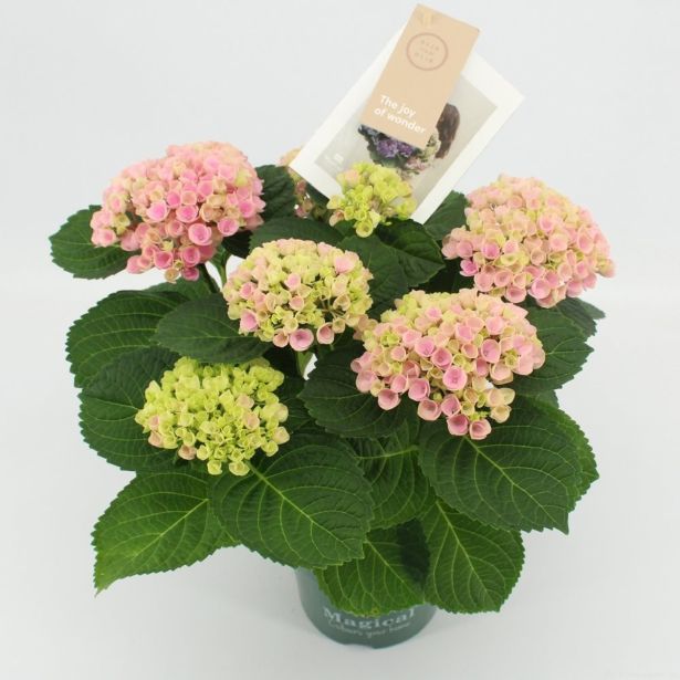 GRM HORTENZIJA MAGICAL REVOLUTION ROSE L14