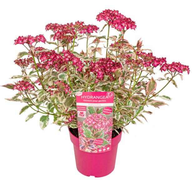HORTENZIJA SERRATA EUPHORIA PINK L19 CM