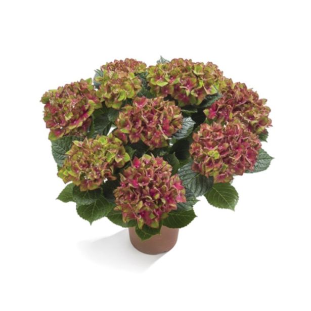 GRM HORTENZIJA SAXON SCHLOSS