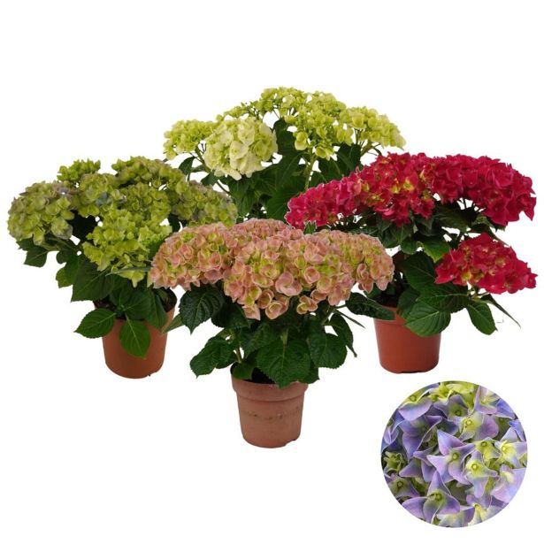 HORTENZIJA VRTNA L14 CM