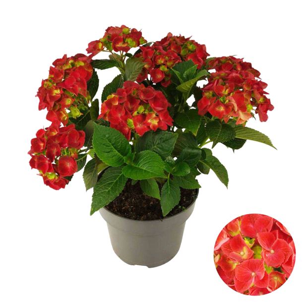 HORTENZIJA VRTNA RDEČA 7+ CVETOV L23 CM