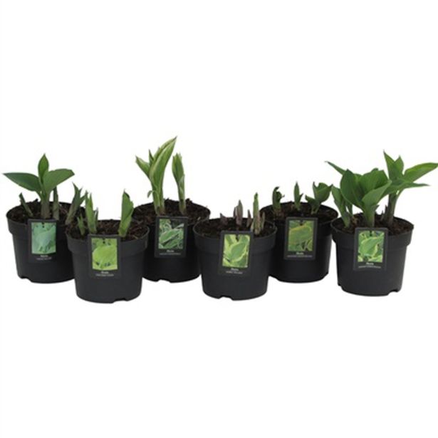 TRAJNICA HOSTA MIX L17