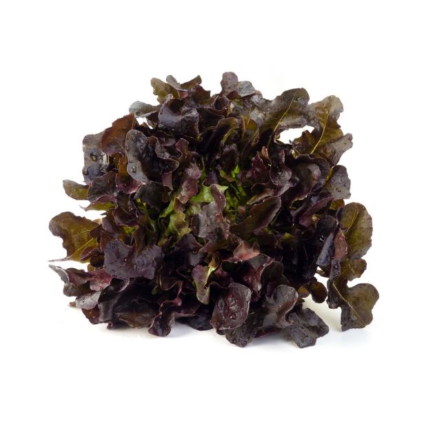 PLODOVKE L'ORTO FRUTTIFERO HRASTOV LIST 8/1 BOLERO KULTIPAK