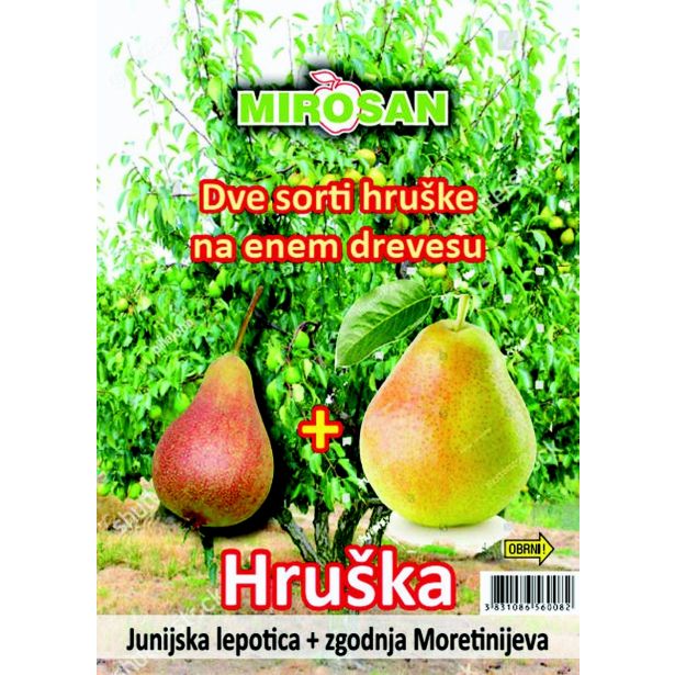 HRUŠKA 2 SORTI V LONCU L27