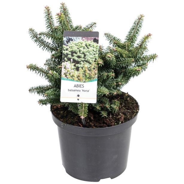 IGLAVEC BALZAMOVA JELKA