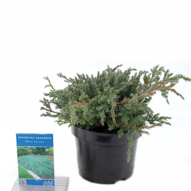 IGLAVEC BRIN BLUE CARPET