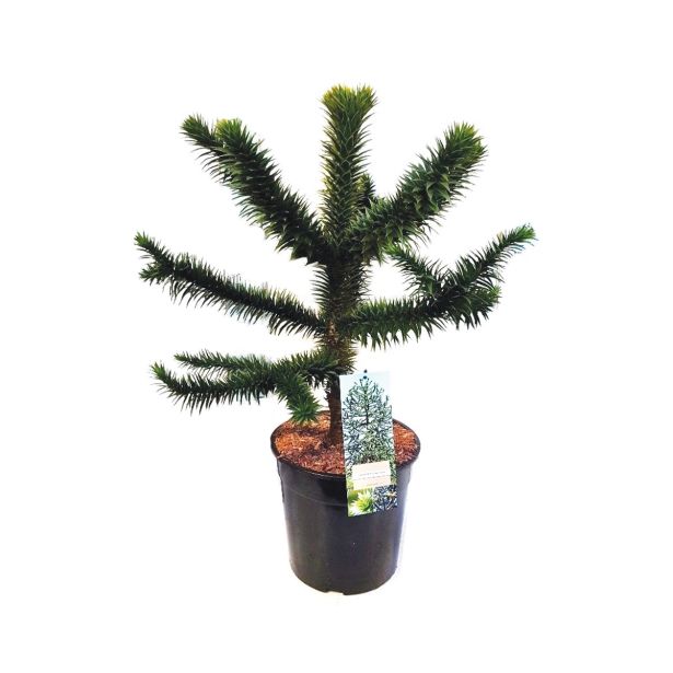 IGLAVEC ČILSKA ARAUCARIA ARAUCARIA ARAUCANA