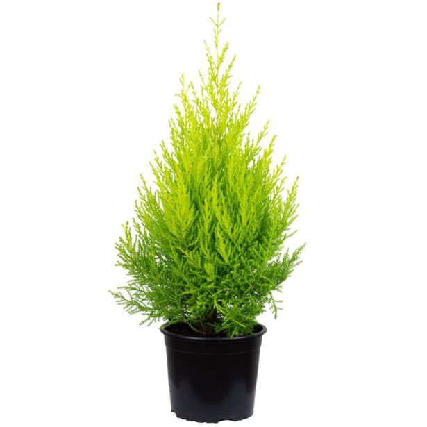 IGLAVEC CIPRESA VILMA L13 GOLDEN CREST