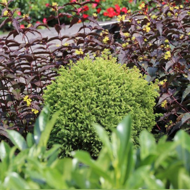 IGLAVEC CRYPTOMERIA VILMORIN GOLD L3 L