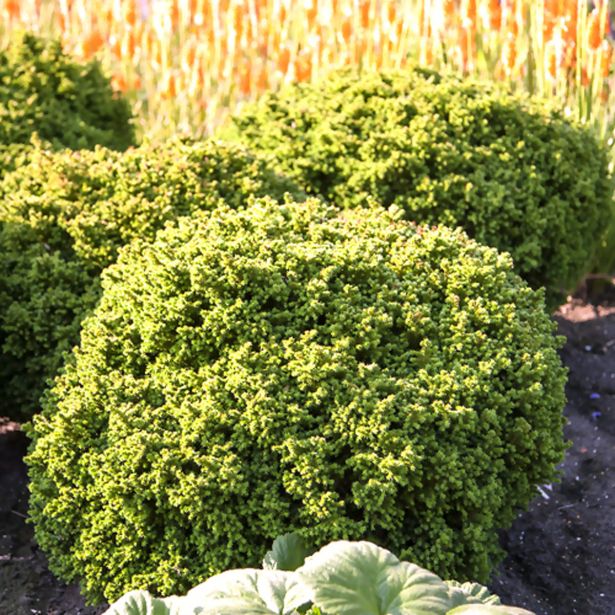 IGLAVEC CRYPTOMERIA VILMORINIANA L3 L