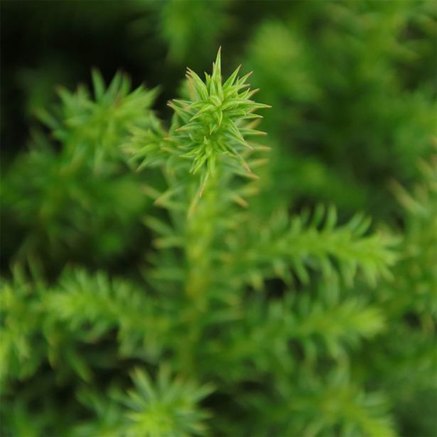 IGLAVEC CRYPTOMERIA VILMORINIANA L3 L