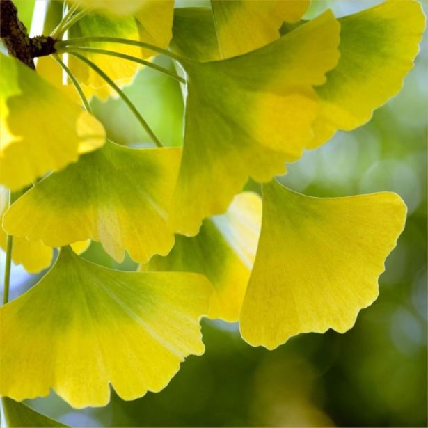 IGLAVEC GINKGO BILOBA L20 CM