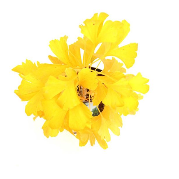 IGLAVEC GINKGO BILOBA L3 L