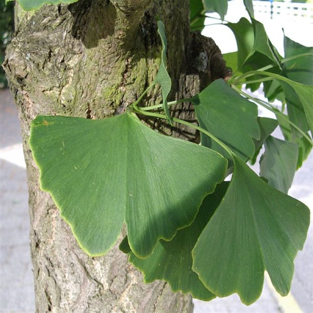 IGLAVEC GINKGO BILOBA L3 L