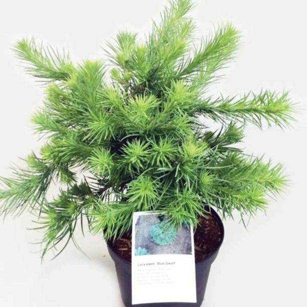 IGLAVEC JAPONSKI MACESEN