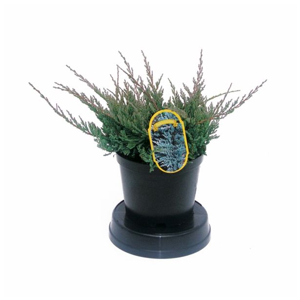 IGLAVEC JUNIPERUS HORIZONTALIS BLUE CHIP 2L 20-25